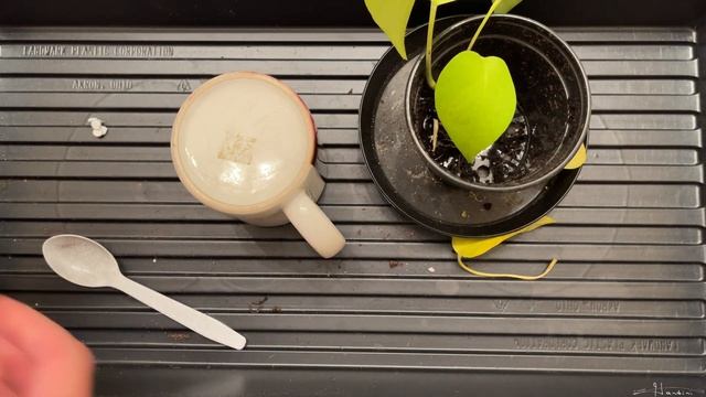 Repotting A Neon Pothos Into A PVC Pipe Cap Planter