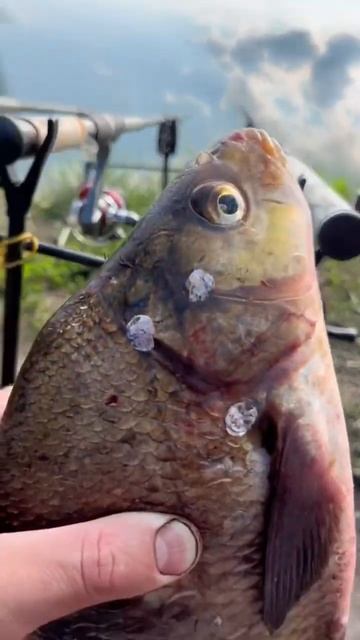 Абетка риболова 😜 #рибалка #fishing #рыбалка #карп #карась #рыбалка2023