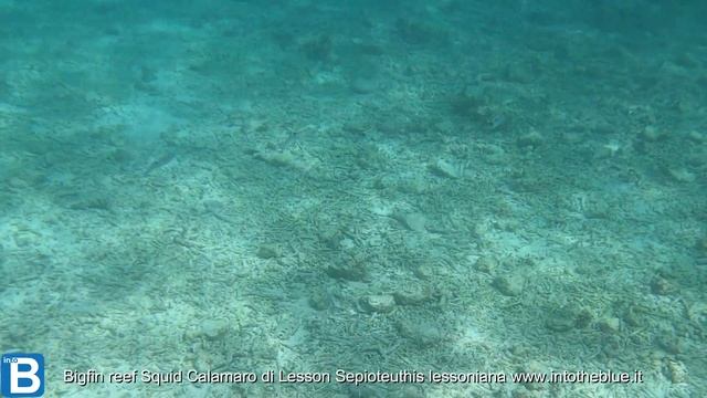 Bigfin reef Squid - Calamaro di Lesson - Sepioteuthis lessoniana - www.intotheblue.it