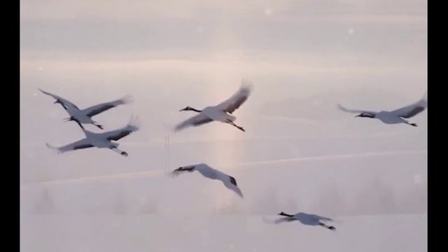 "Авторская песня"