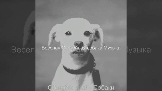 Созерцая (Спящая собака)
