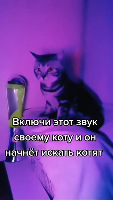 Включи этот звук коту и смотри что произойдёт.
