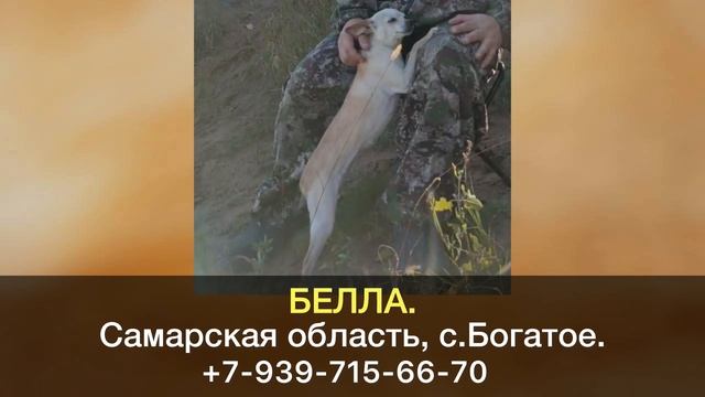 Пропала собака! БЕЛЛА. Самарская область, с.Богатое.