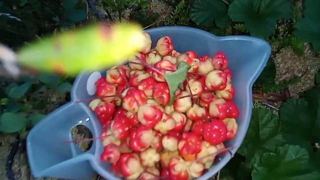 Ягода морошка золото Карелии.