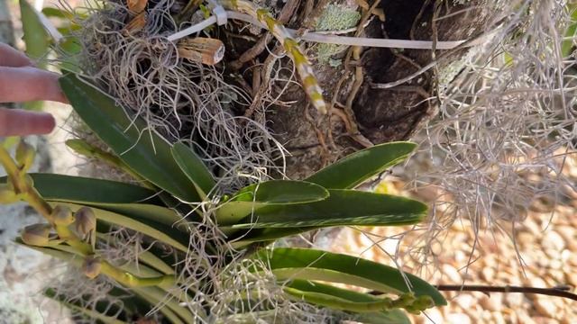 Quick Orchid Garden Update, Surprise Blooms and Morning Walk, May 31, 2024