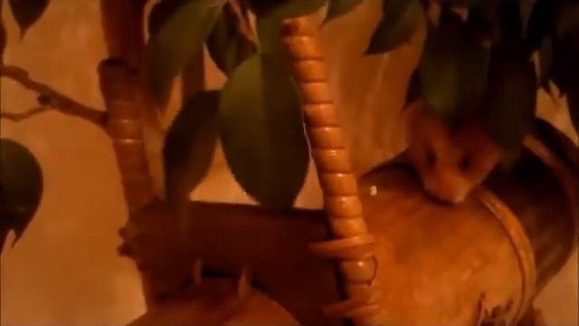 Приключения хомяка II adventures of a hamster II хомяк