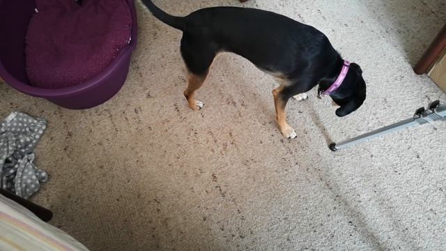 Fake Bacon Test - 'Naked Without The Oink' Plant Based Bacon Rashers