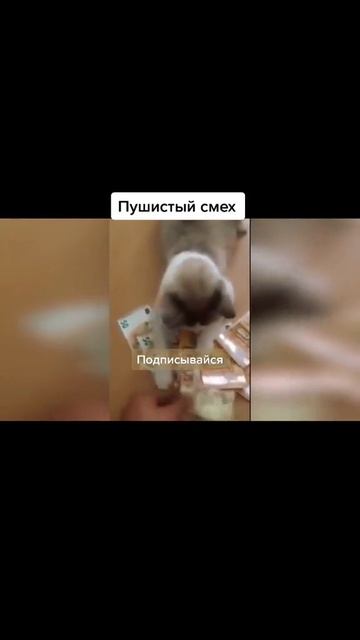 Пушистый смех
