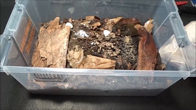 1 month Update On The Isopods