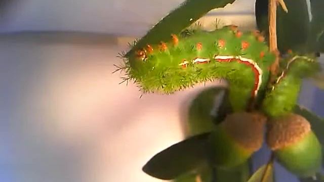 Automeris io Larva eating Oak With Company