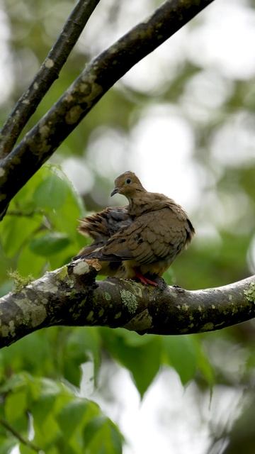 Its Tough Being a Wet Dove!