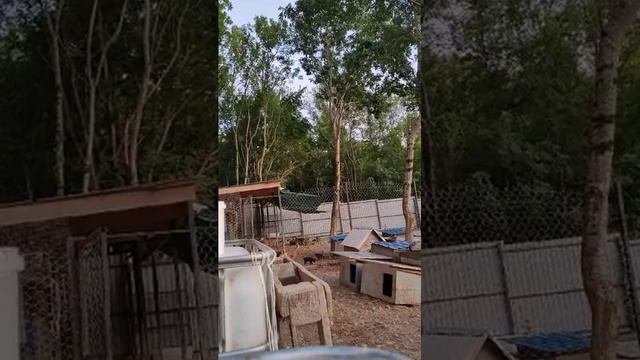 Будни приюта для пострадавших животных #помощь #собаки