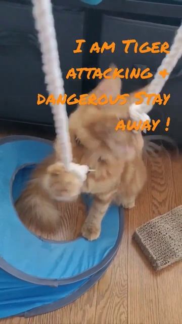 Dangerous 🐅 Stay Away Maine Coons kitten 😸 ✨️