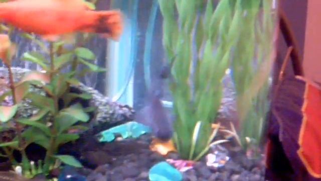 MY tank what fish are they  ?????????????????????