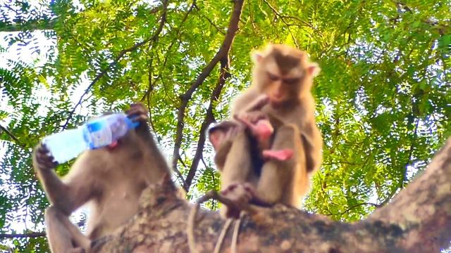 Wow, Super fun cute face comforting to baby monkey SARO, Single girl wants to hold a baby of SARIKA