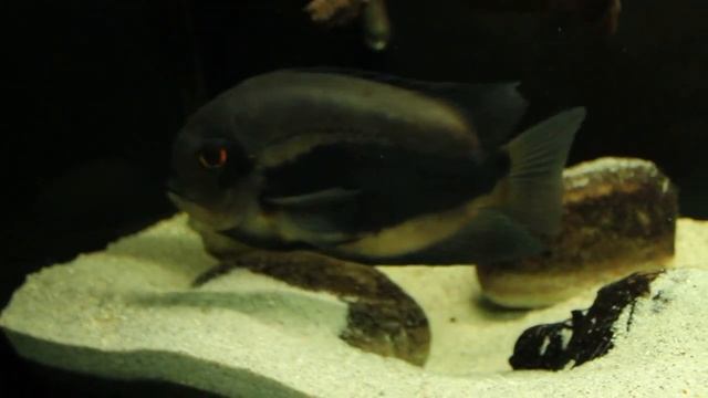 Uaru Amphiacanthoides guarding their brood!