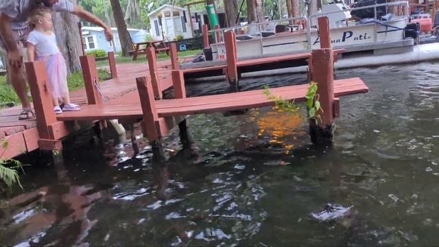 Talking to George, the alligator - pt 1