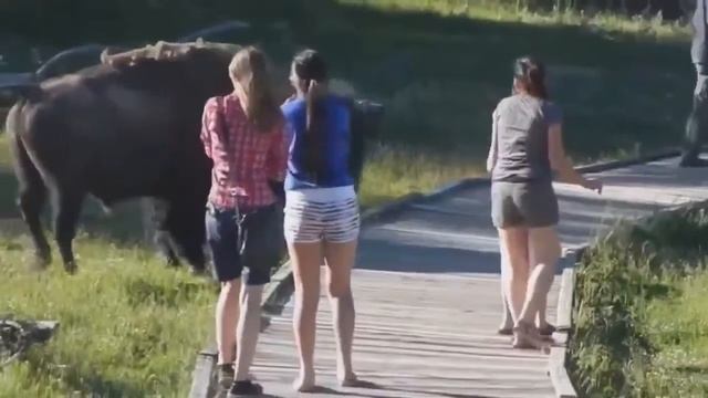 Сердитый бизон Angry buffalo Юмор Прикол Смех