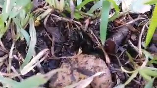 Dung Beetles- Orlando Florida