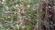 Pouillot de Pallas (Phylloscopus proregulus) Pallas's Warbler