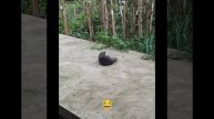 Funny cat trying to catch tail 😂/ Смешной кот пытается поймать хвост 😂