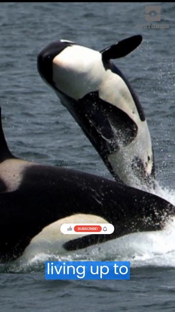 Killer Whales aka Orca: Facts You May Want To Know #shorts #shortsfeed #killerwhales #orca #marine