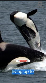 Killer Whales aka Orca: Facts You May Want To Know #shorts #shortsfeed #killerwhales #orca #marine