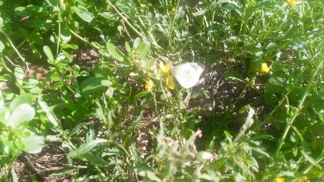 Двурядка тонколистная или рукола дикая