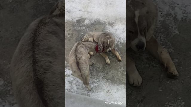 Невероятная любовь между ослом и алабаем....