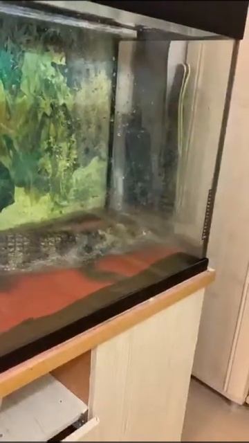 Кормление каймана