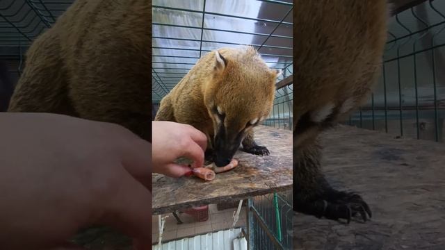 креветок не хотят #енотилюша #помощьбездомнымживотным #animals ##love #like