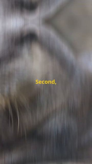 3 Mind-Blowing Facts About Otters! #facts #animals