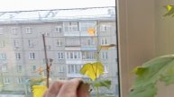 Виноград Красноярска. Сергей Будрис.8-902-980-79-86.