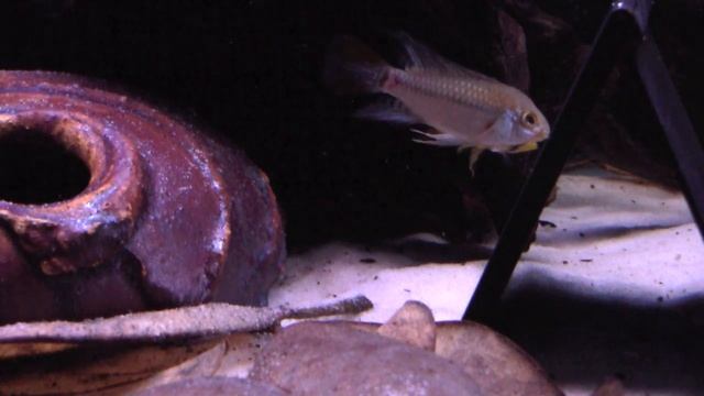 Apistogramma eunotus 'Red Tail'