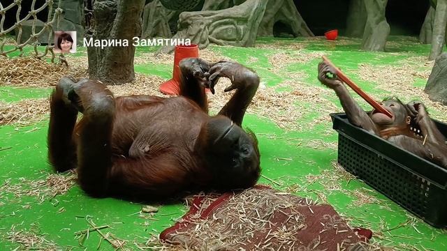 Борнейские орангутаны мама Личана и сынок Джелай.