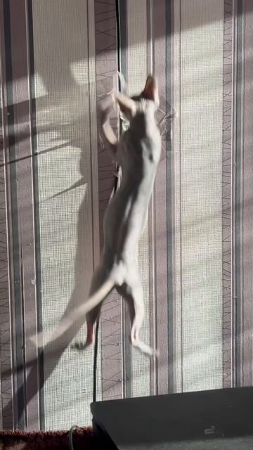 #catvideo#cat#kitten#sphinxofinstagram#коты#котятаиграют#котята#сфинксы#bloodymarry#wednesday