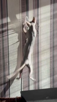 #catvideo#cat#kitten#sphinxofinstagram#коты#котятаиграют#котята#сфинксы#bloodymarry#wednesday