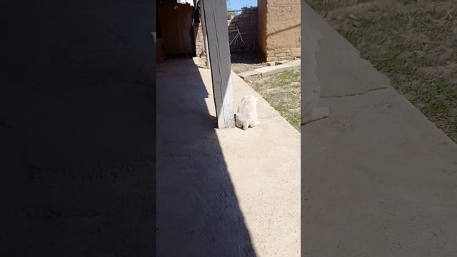 Купил алабая учимся понимать друг друга
