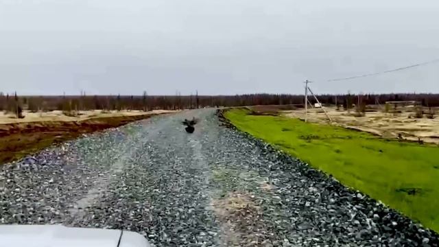 Глухари гуляют по дороге.2023 год. #nature #север #wildlife #animals #глухарь #охота