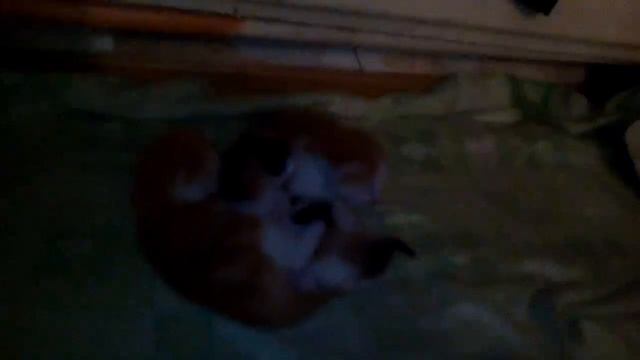 Вот мои котят!только мамы кошки нет