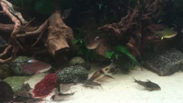 Feeding frozen bloodworm and tubifex in aquaria