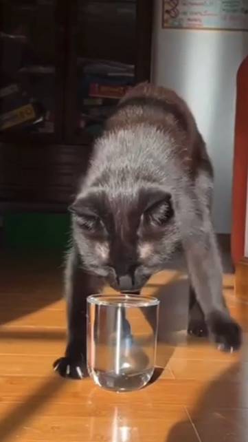 Котики 1
