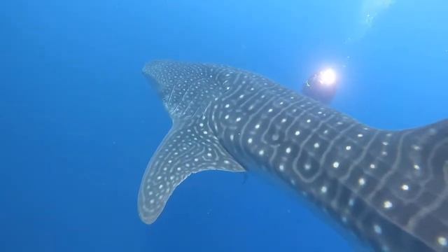 Whale Shark