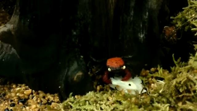 KRAB WAMPIR Geosesarma sp. Vampire