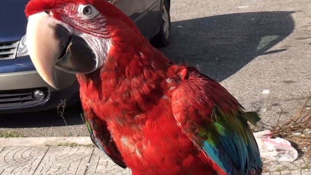 Scarlet Macaw Parrot - Hybrid Ara Amazon : Video