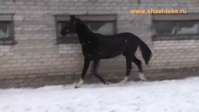 Hagana Shael (Gaon Shael - Haghit Shael), akhal-teke filly, ахалтекинская кобыла.