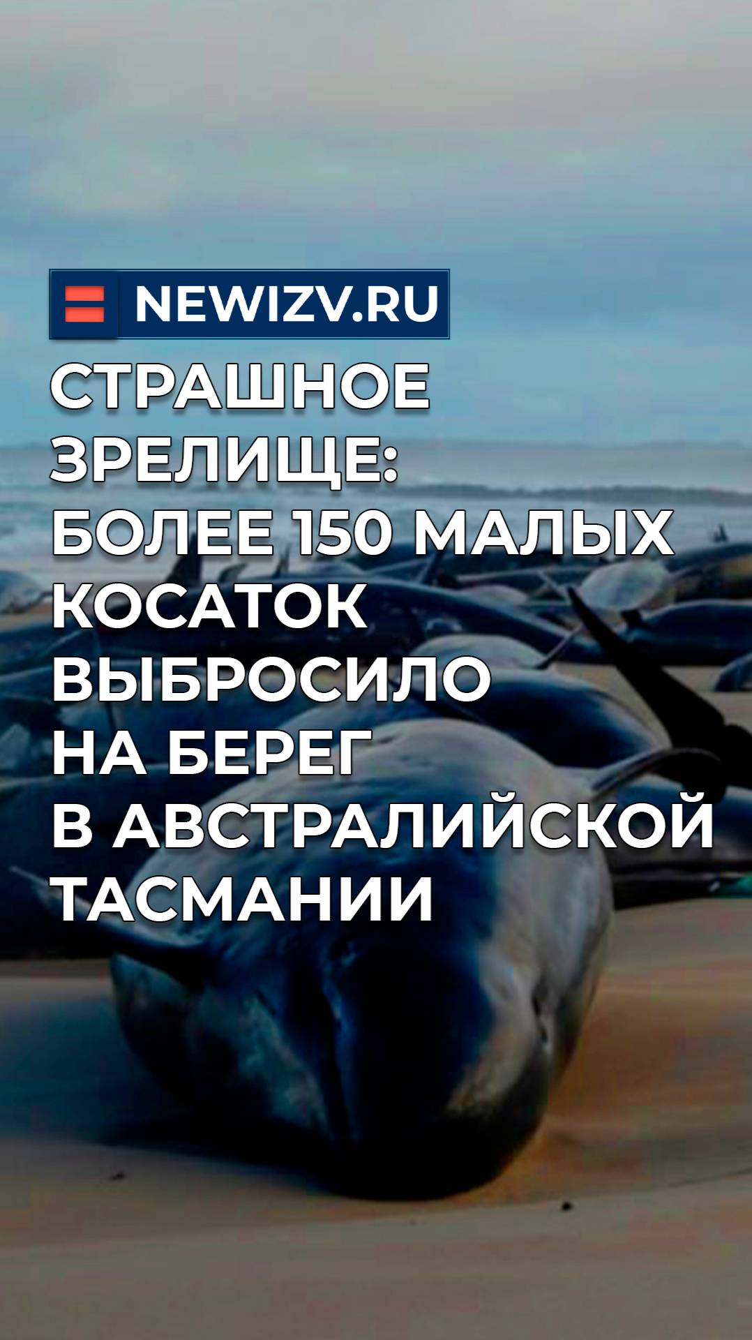 Страшное зрелище: более 150 малых косаток выбросило на берег в австралийской Тасмании