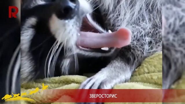 Зверосторис: енот Патрик
