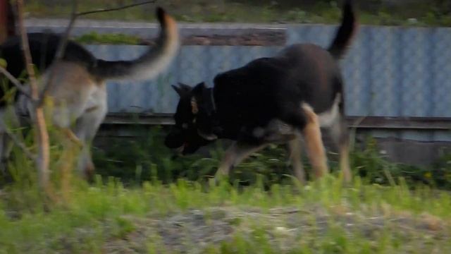 Подивіться, що відбувається, коли ці собаки стають грайливими!