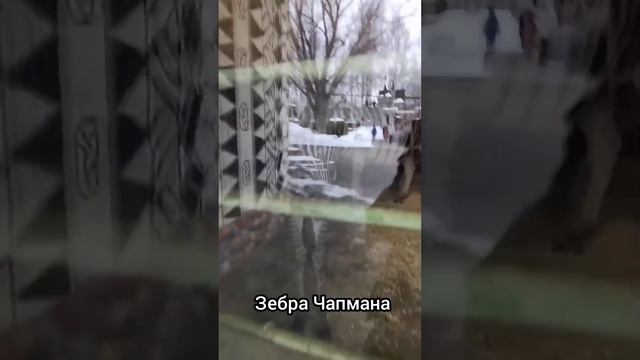 Зоопарк Лимпопо (часть 5)